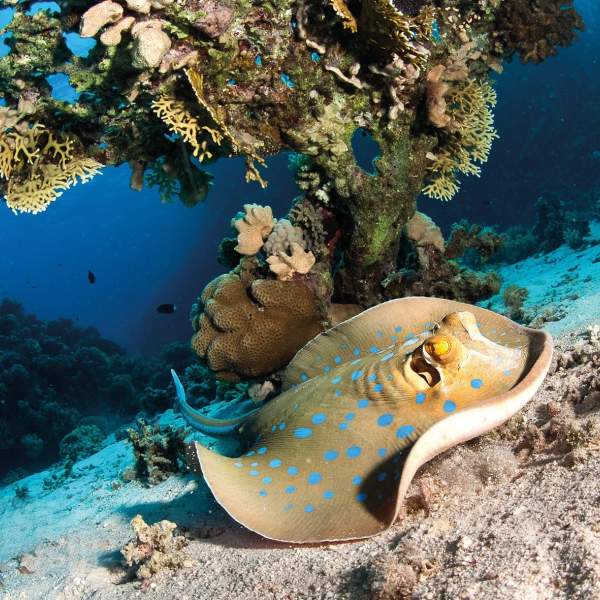 Photo Crociera subacquea in Egitto