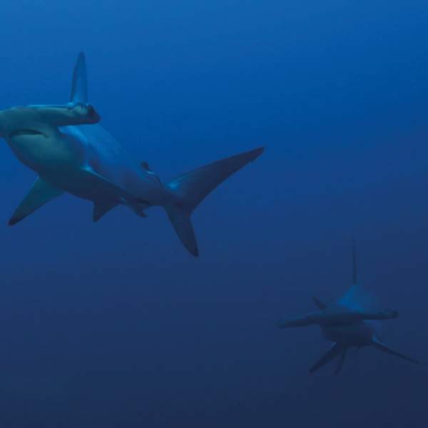 Nuota con gli squali martello