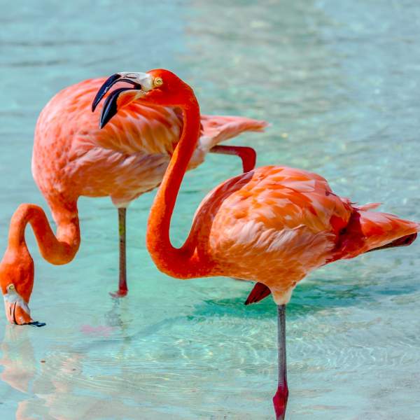 The famous pink flamingos of the Bahamas