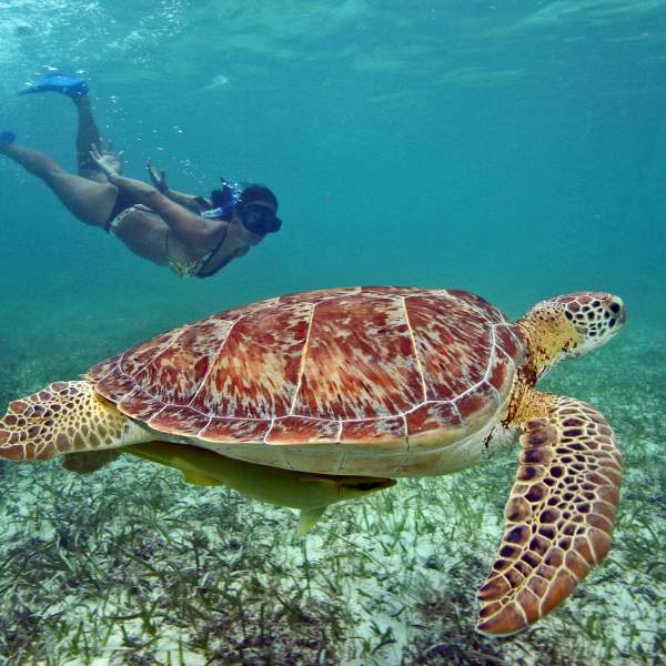 Nadar junto a las tortugas