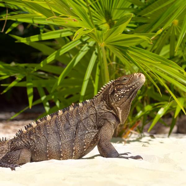 Meet island wildlife such as the Lesser Antilles iguana