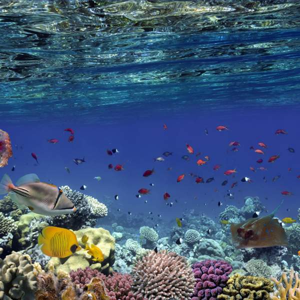 Die farbenfrohe Unterwasserwelt