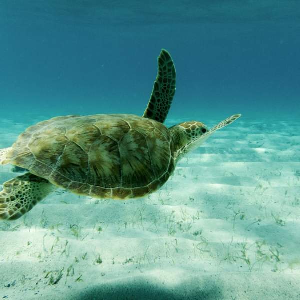 Swimming with turtles in Tobago Cays