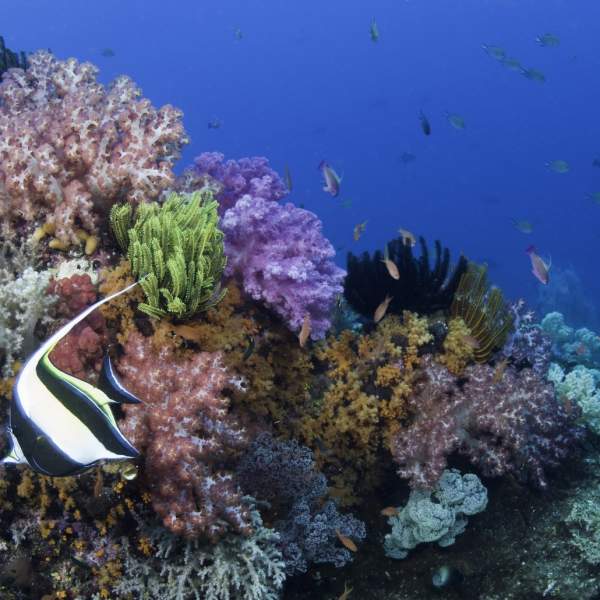 Коралловые рифы на острове Мойо