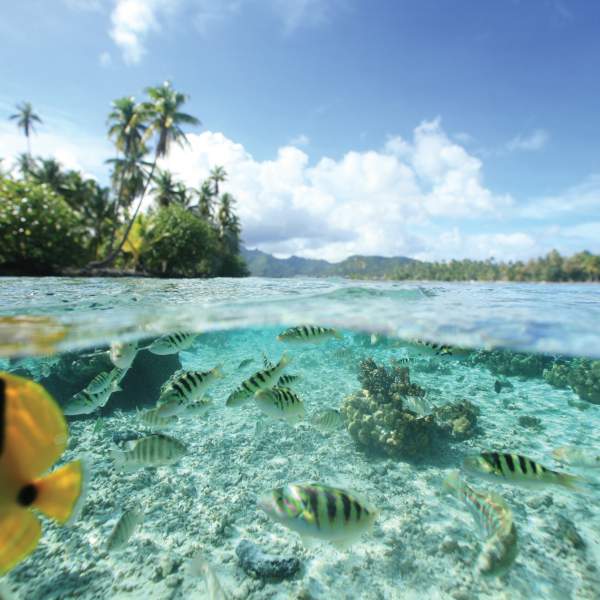 Photo Combinado Tierra & Mar en Polinesia