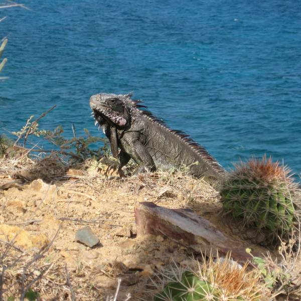 Iguanas at Anegada Island