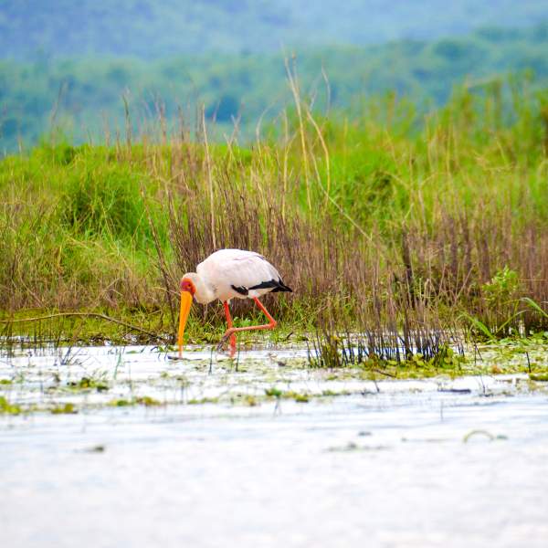 Photo Southern Africa Safari Cruise