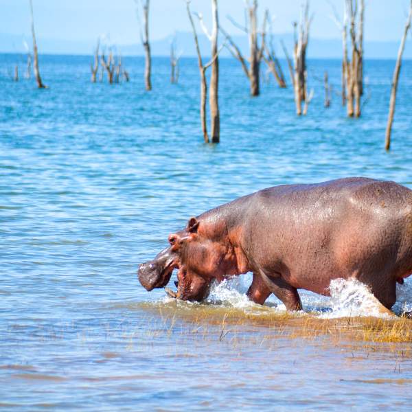 Matusadona National Park and its many hippos