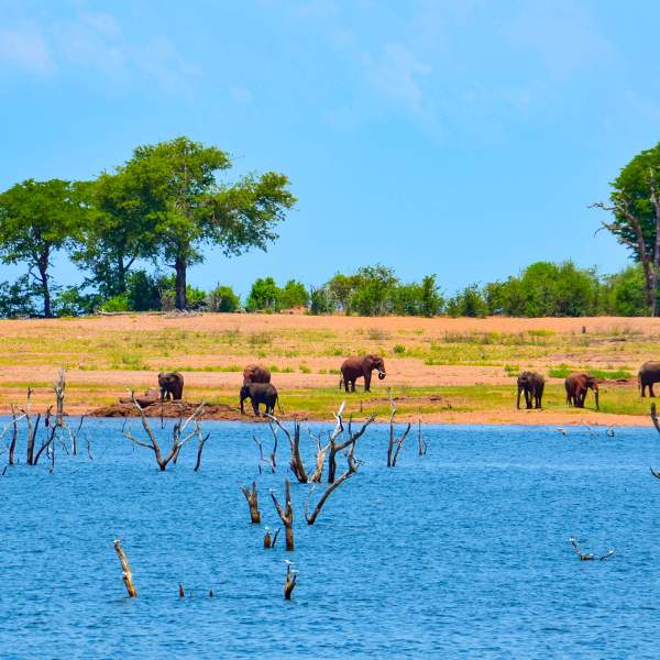 Photo La África meridional en un crucero de safari