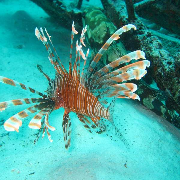 Impressive underwater fauna