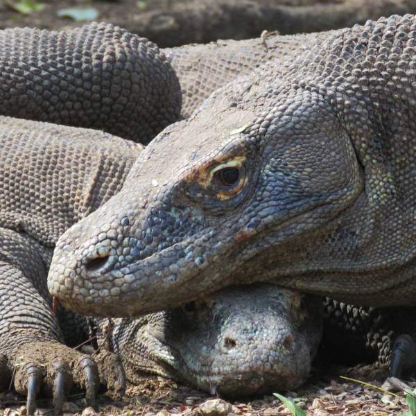 Follow in the footsteps of the Komodo dragons...