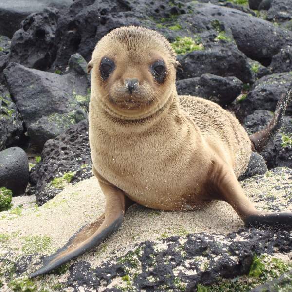 Let yourself be touched by these adorable sea lions...
