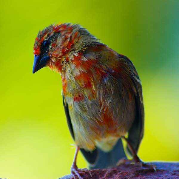 Discover colourful bird species
