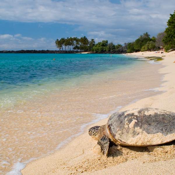 Meet the unforgettable Seychelles turtles