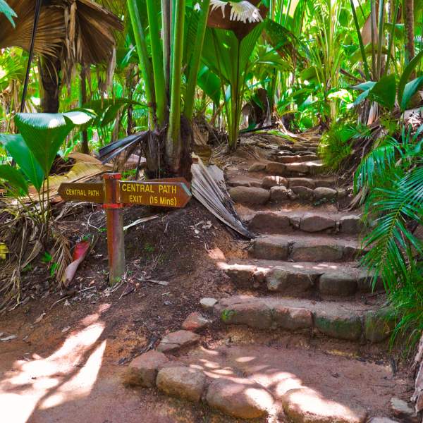 Explore the Vallée de Mai and its incredible forest