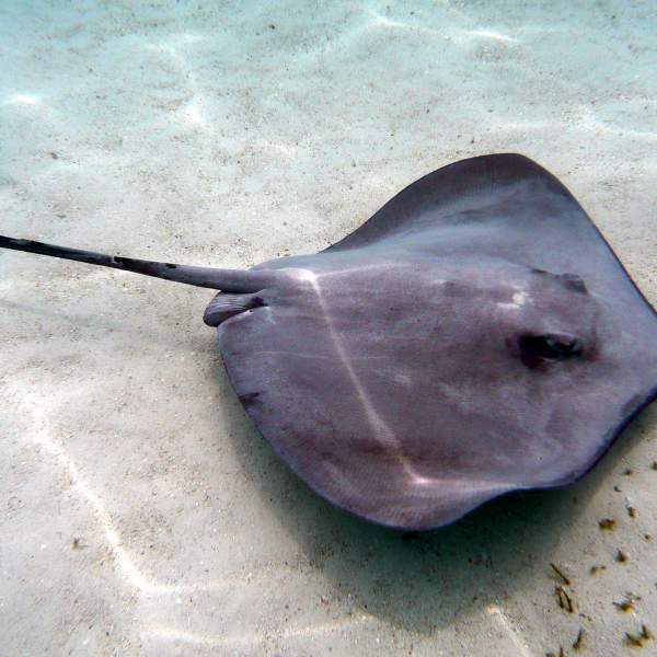The Manta Ray, also known as the devil of the sea