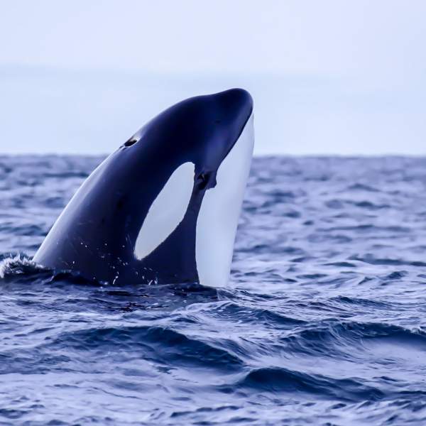 Keep an eye out for whales and killer whales are not far away...