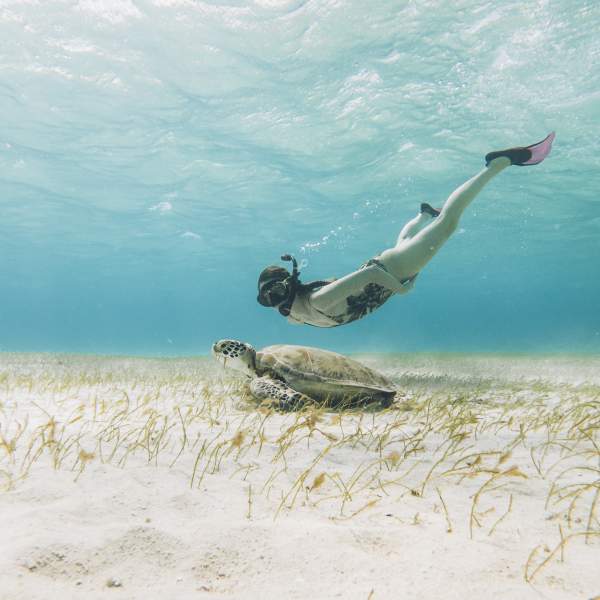Schwimmen Sie mit den Schildkröten