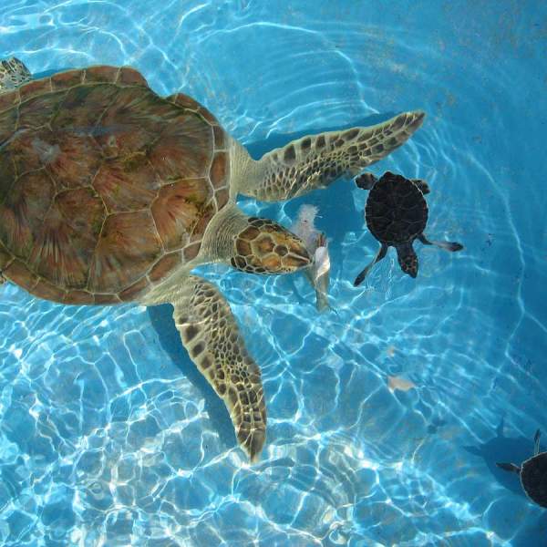 Hodowla żółwi morskich Cayo Largo
