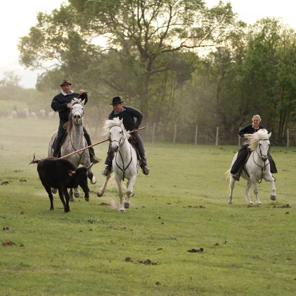 The manades of the Camargue