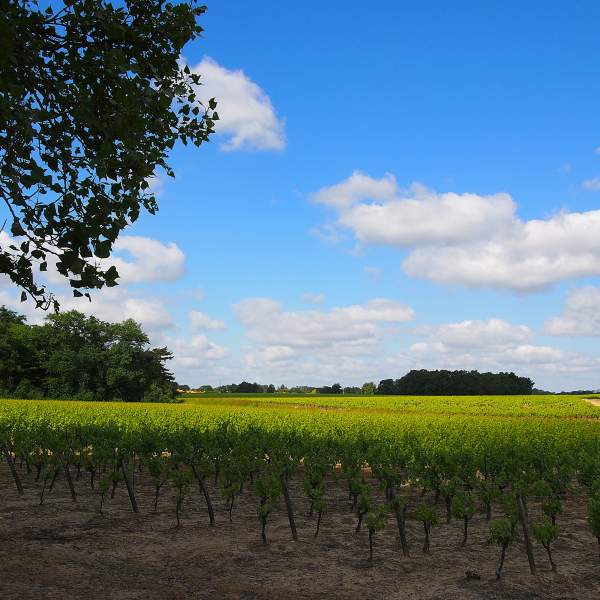 Auf der Spur des Muscadet