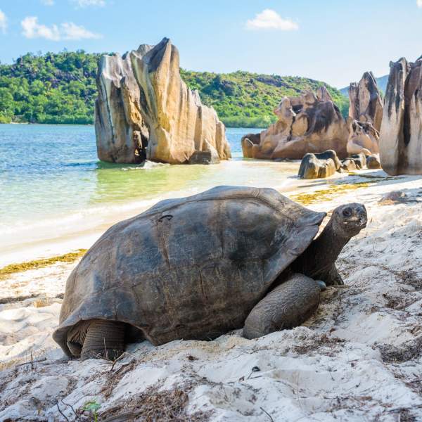 The giant tortoises of Cousin Island