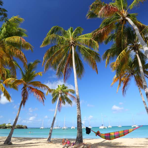 Relax in the shade of the coconut trees