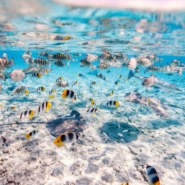 Swim among a myriad of fish