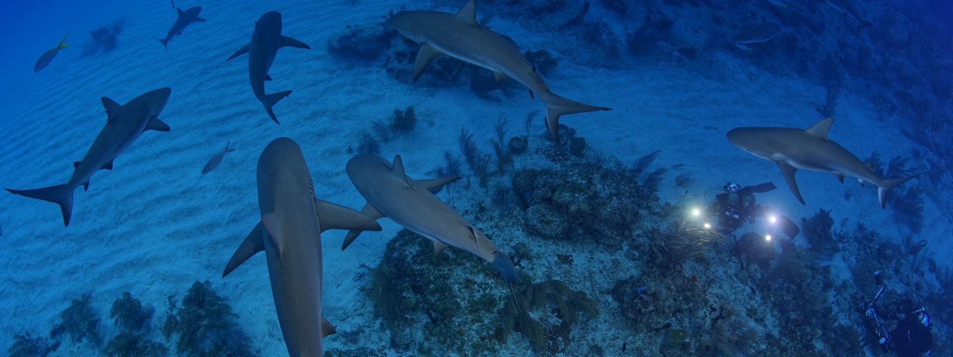 Découvrez les fonds-marins & les requins de Tiger Beach