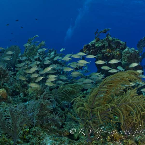 Photo Diving cruise in the Bahamas
