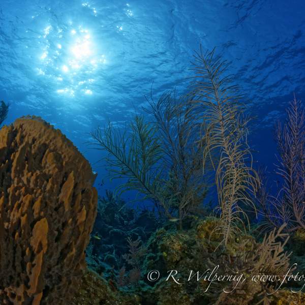 Photo Croisière plongée aux Bahamas