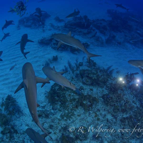 Photo Diving cruise in the Bahamas