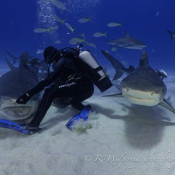 Photo Crociera subacquea alle Bahamas