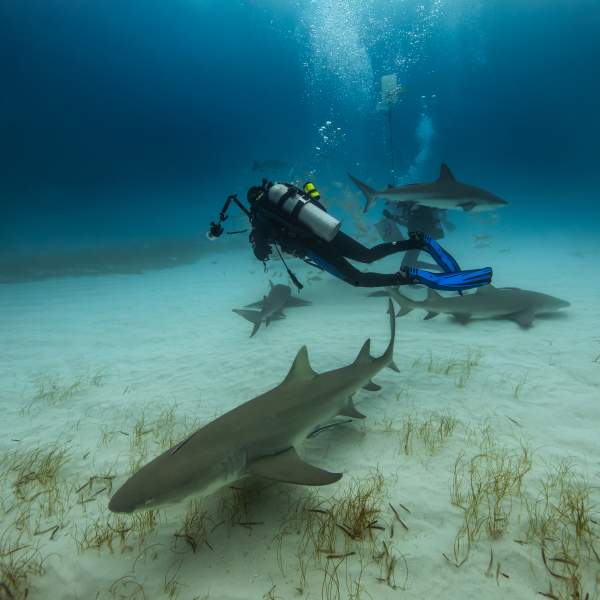 Photo Crociera subacquea alle Bahamas
