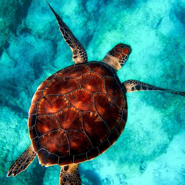 Schwimmen Sie zwischen Schildkröten