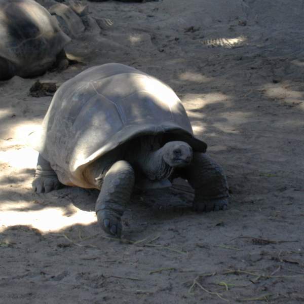 Turtles on Curieuse island