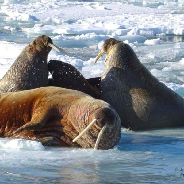 Watch the walrus in their natural habit