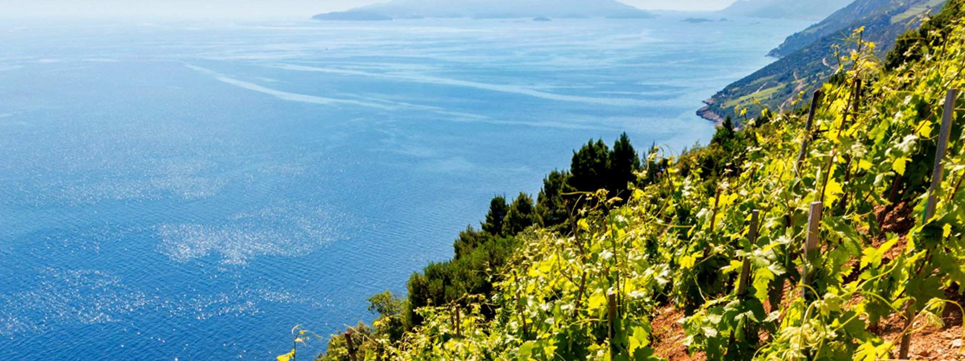 Gastronomie et oenologie en croisière cabine dans les îles croates