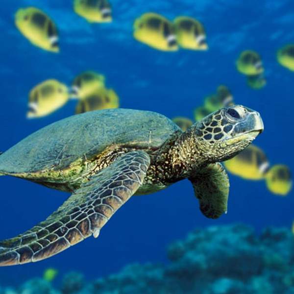 Navegad con las tortugas