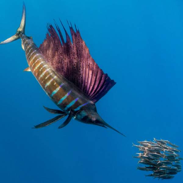 Zahlreiche Fischschwärme auf den Seychellen
