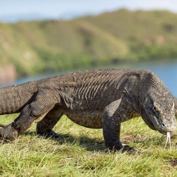 Le célèbre dragon de Komodo