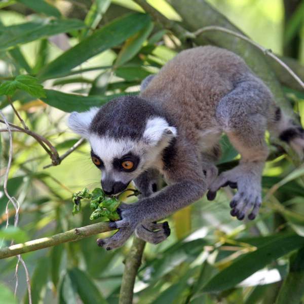Nosy Komba's lemurs