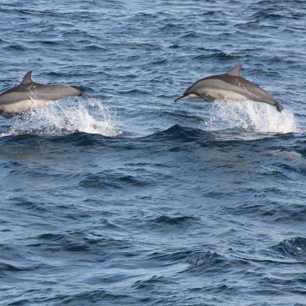 Delfines en Kalpitiya