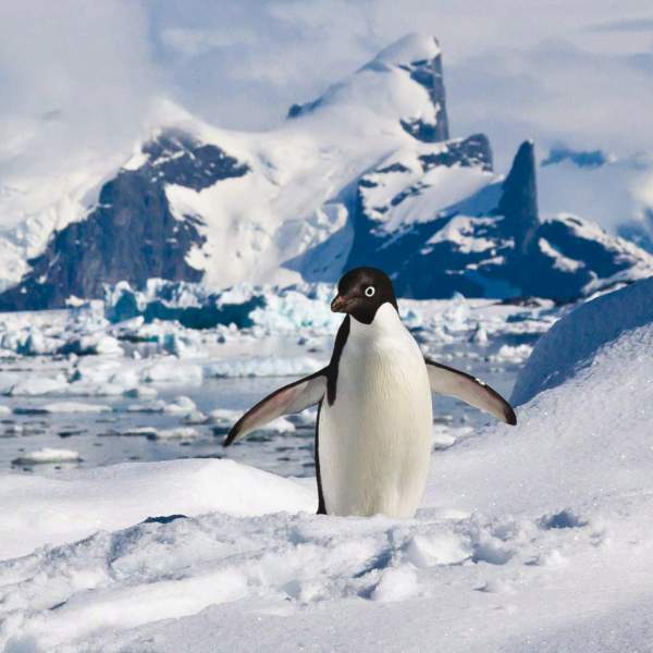 Kleine Pinguine auf der Insel Danco
