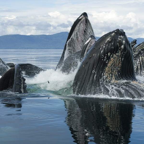 Les baleines dans le détroit de Chatam